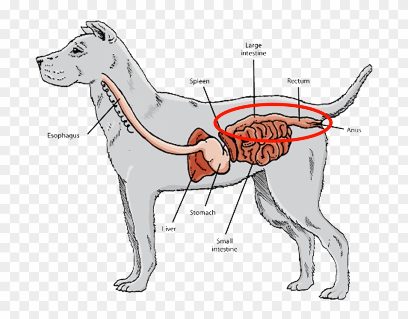 Short Digestive Tracts And Gastrointestinal Systems, - Dog Digestive System Png Clipart #5470045