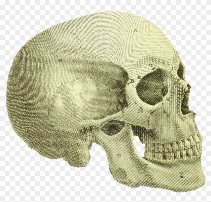 Dad Had Spent All Summer Working In His Basement - Skull Clipart #5470106