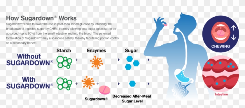 Sugar To Be Absorbed (up To 60%) From The Small Intestine - Graphic Design Clipart