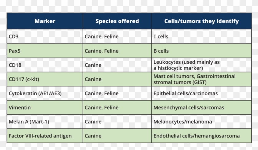 The Ihc Stains We Currently Offer Are Listed Below - Immunohistochemical Stains Clipart #5471417
