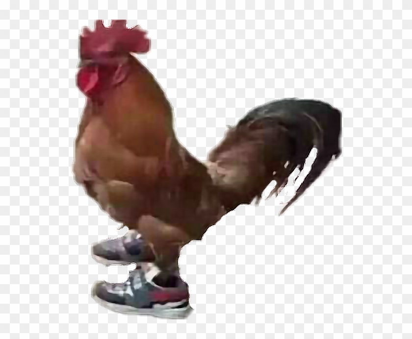 #jaja Un Gallo Con Tenis - Gallo Con Tenis Png Clipart