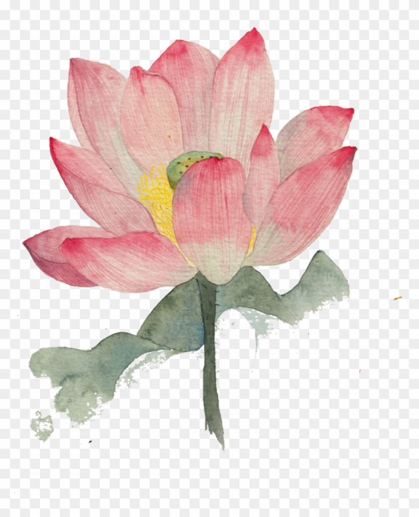 Vector Ink Water Illustration - Lotus Water Color Painting Clipart #5472179