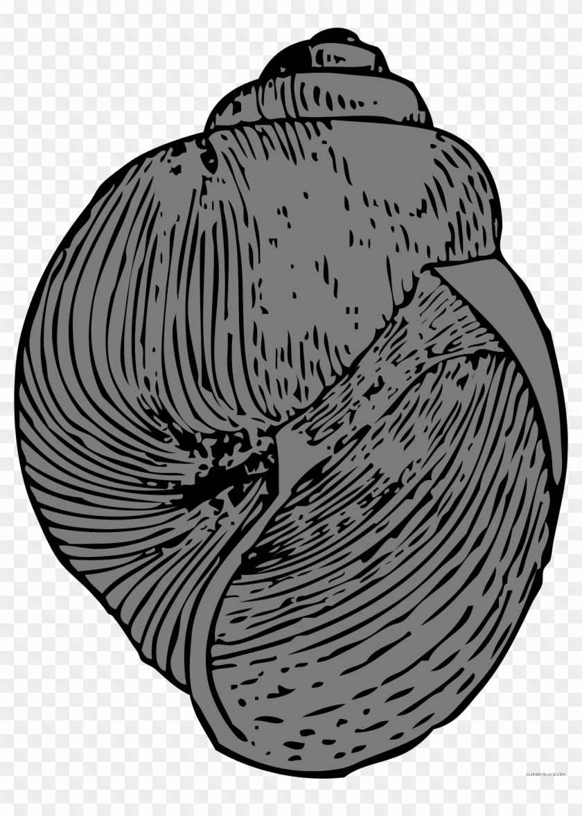 Shells Clipart Scallop - Conchiglie Di Mare Disegni - Png Download #5472427