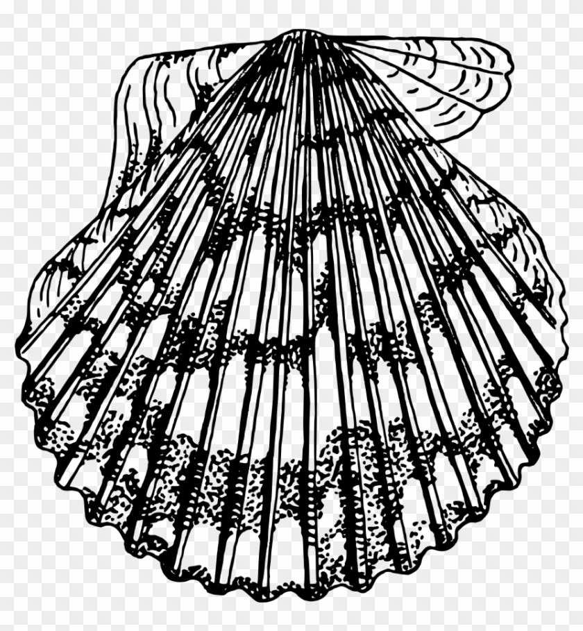 Scallop Png - Seashell Clipart #5472664