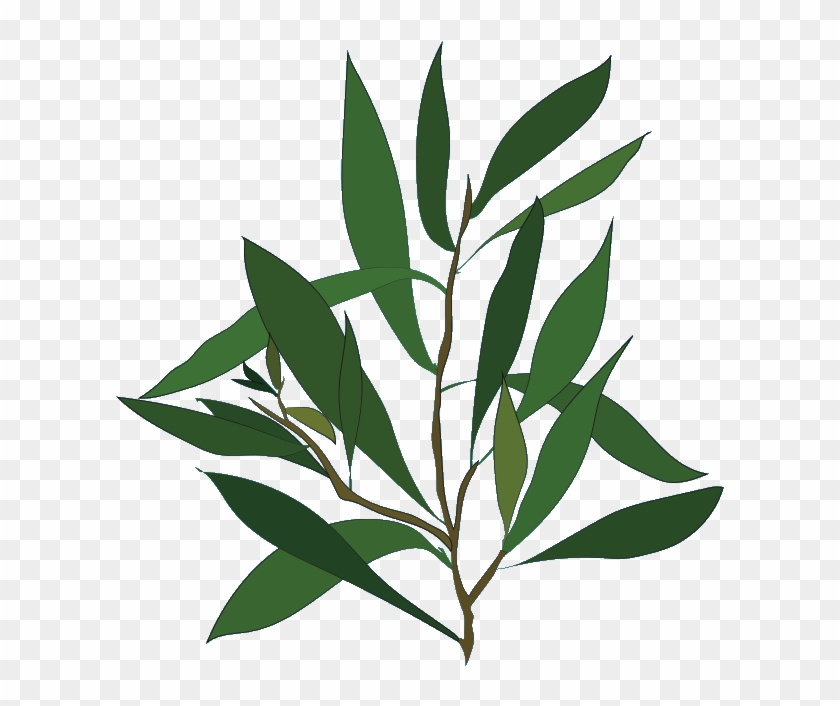 Teatree , Png Download - Tea Tree Oil Png Clipart #5472869