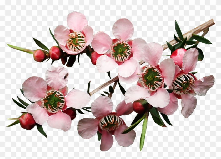 Flowers Tea Tree Plant Garden Nature - Tea Tree Flowers Clipart #5473240