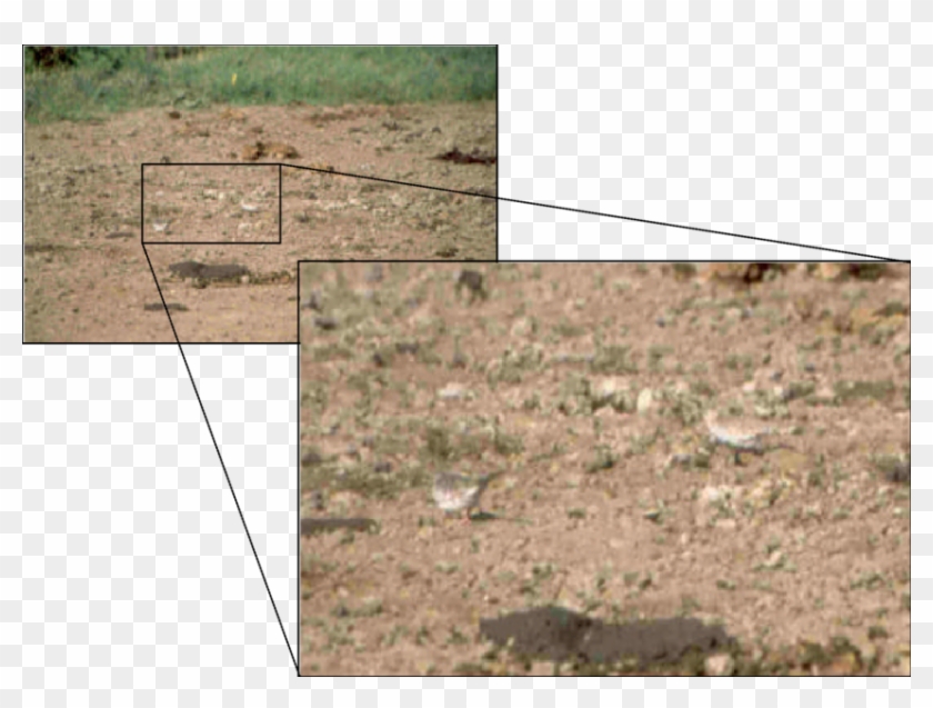 Pareja De Tortolita Escamada En Un Potrero Cerca A - Grass Clipart #5474302