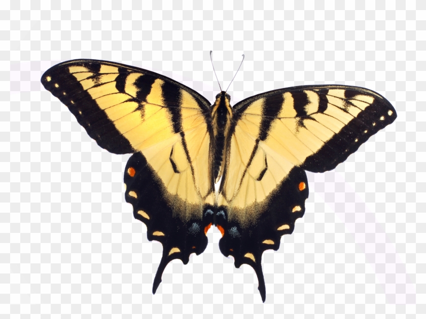 1648 In Buterfly - Tiger Swallowtail Butterfly Clipart - Png Download #5474429