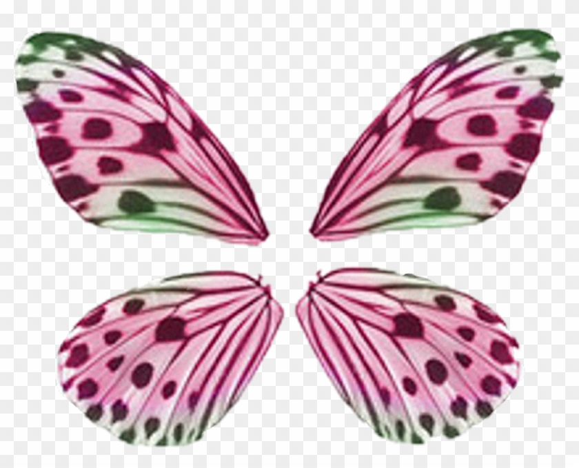 Buterfly Sticker - Butterfly Wing Pattern Clipart
