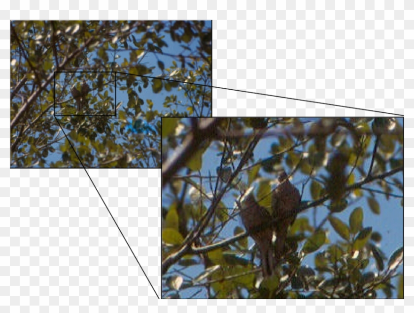 Pareja De Tortolita Escamada En Unos Arbustos En Ceiba - Gambel Oak Clipart #5474705
