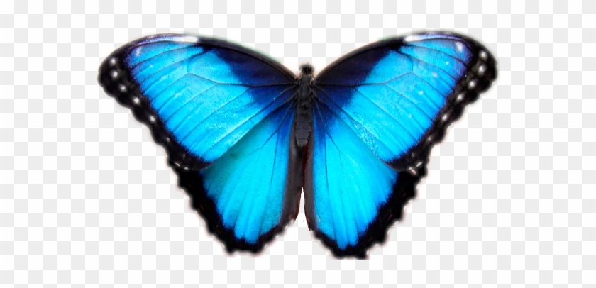 Buterfly Sticker - Papilio Clipart #5474824