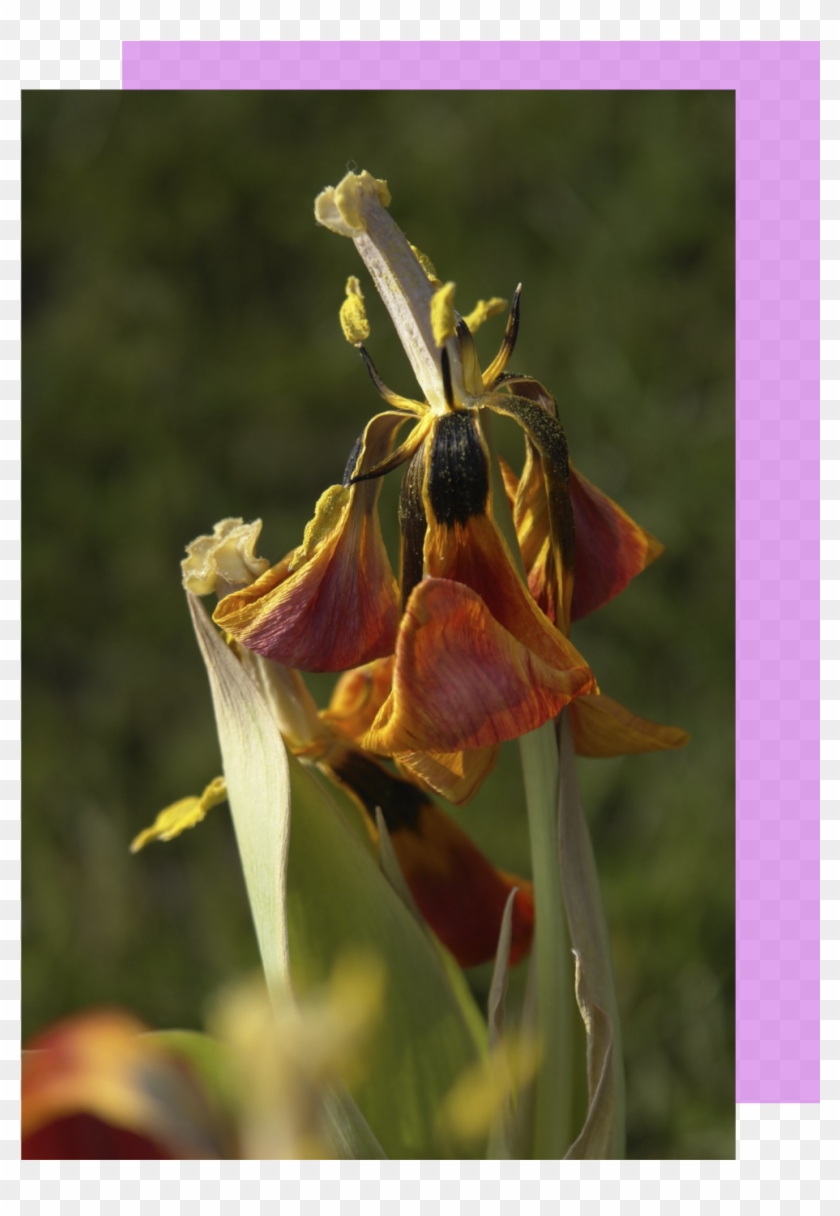 I Was One Of Many Passengers Crammed Into An Airplane - Columbine Clipart #5477395