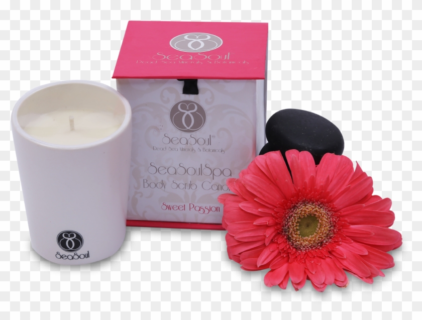 Barberton Daisy Clipart