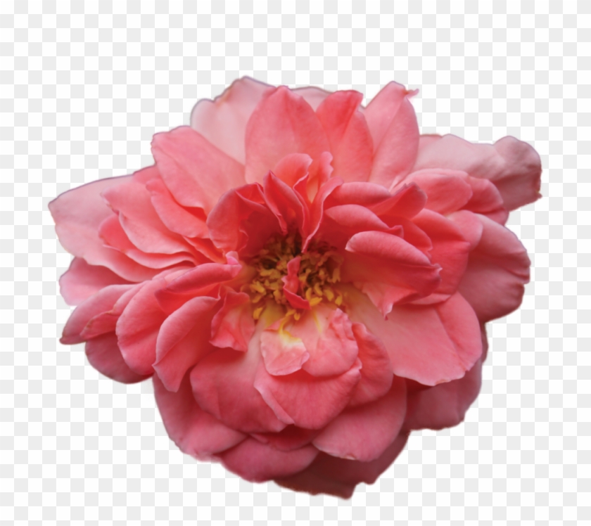 Live Rose - Artificial Flower Clipart #5478388