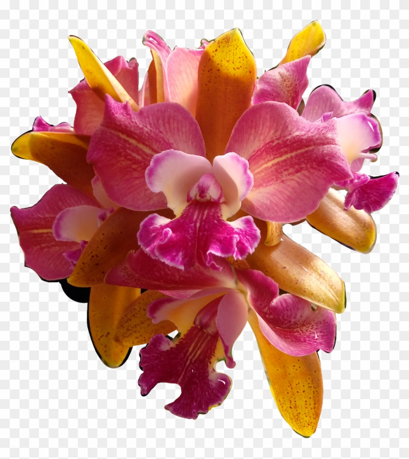 #flores #flowers #orquídeas #orquid #catarinazs - Christmas Orchid Clipart #5478471