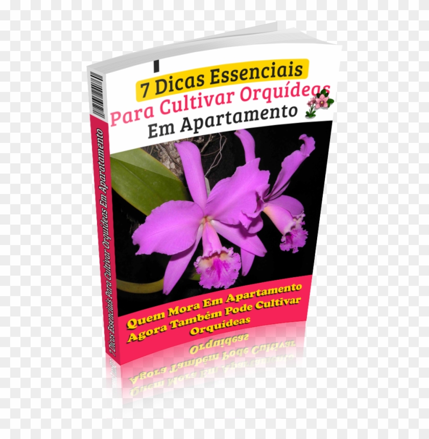 Descoberto Os Segredos Das Orquídeas Agora Você Também - Cattleya Labiata Clipart #5478578