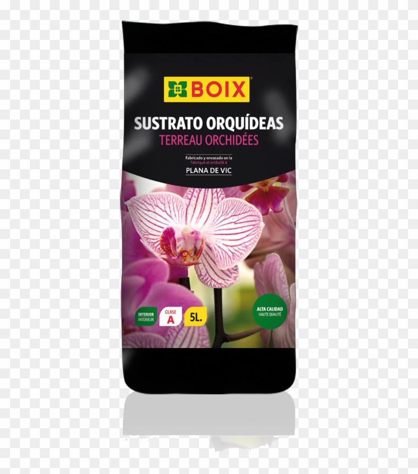 Orchids , Png Download - Coneflower Clipart