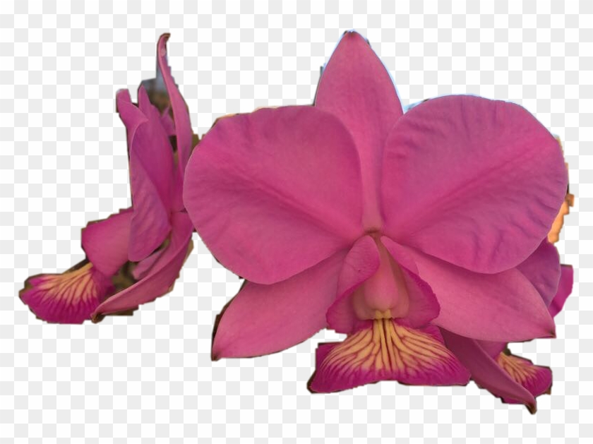 Orquideas - Orchids Of The Philippines Clipart #5478622
