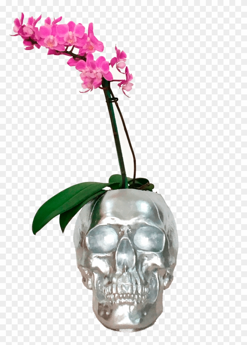 Mini Orquídeas Craneo Plateado - Moth Orchid Clipart #5478656