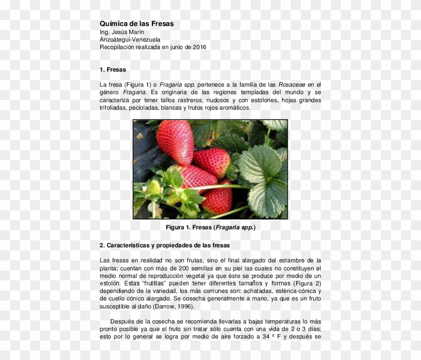 Pdf - Planta De La Fresa Clipart