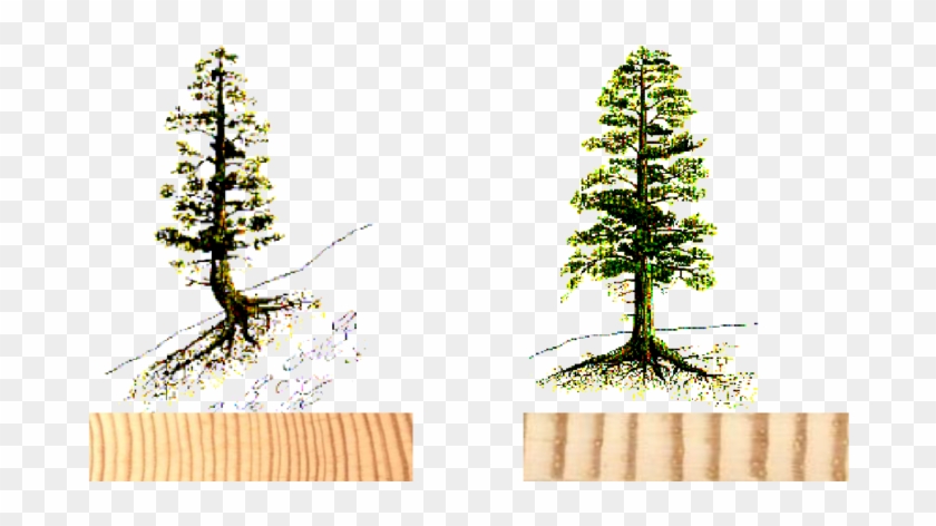 -series De Anillos Sensibles Y Complacientes (derecha) - Christmas Tree Clipart #5479571