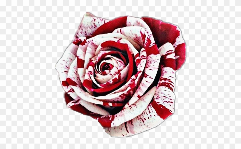 #bloody #rose #red #white - Bloody Rose Transparent Background Clipart
