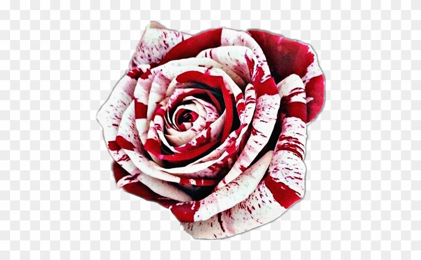 #bloody #rose #red #white - Bloody Rose Transparent Background Clipart #5479957