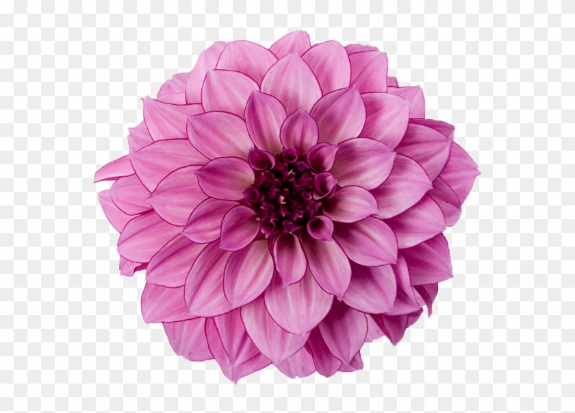 Dahlia Purple - Dahlia Flower Transparent Background Clipart #5480727