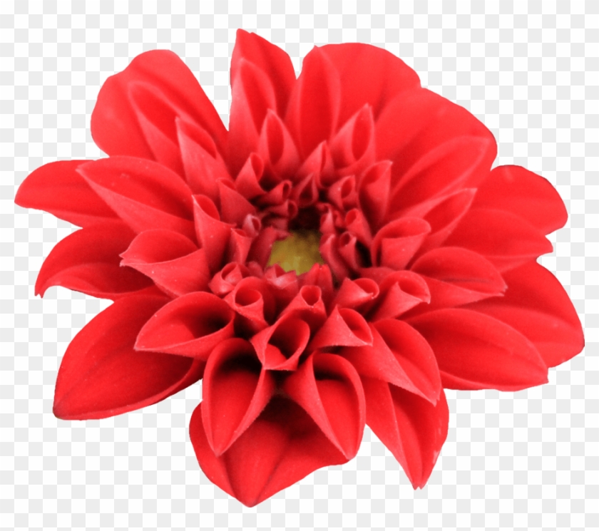 Dahlia Open - Dahlia Png Clipart #5480772