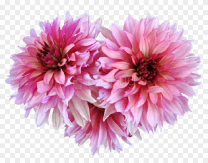 Download Dahlia Png Images Background - Dahlias Png Clipart #5480826