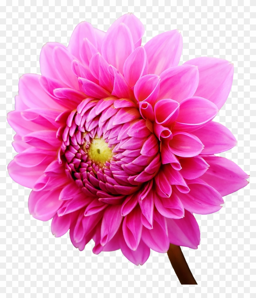 Dahlia Flower - ダリア の 花 柄 白黒 イラスト Clipart #5481008