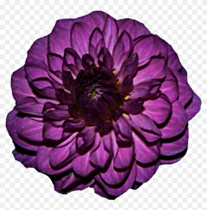 Go To Image - Purple Flower Clipart