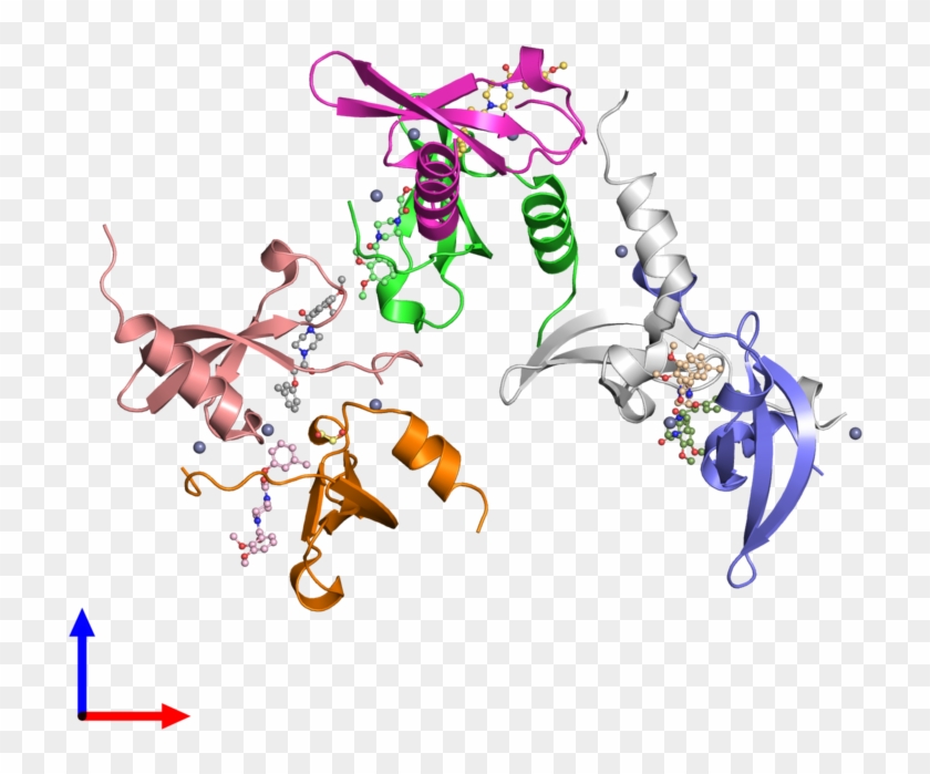 Pdb 4x3t Coloured By Chain And Viewed From The Front - Cartoon Clipart