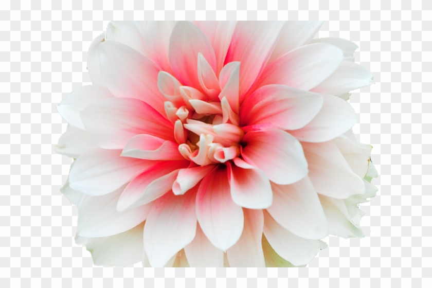 Peach Dahlia Flowers Png Clipart #5481230
