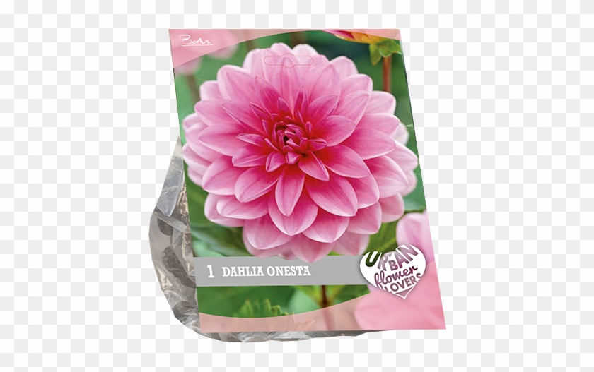7200 Dahlia Onesta Per 1 Urban Flowers - Dahlia Clipart #5481380