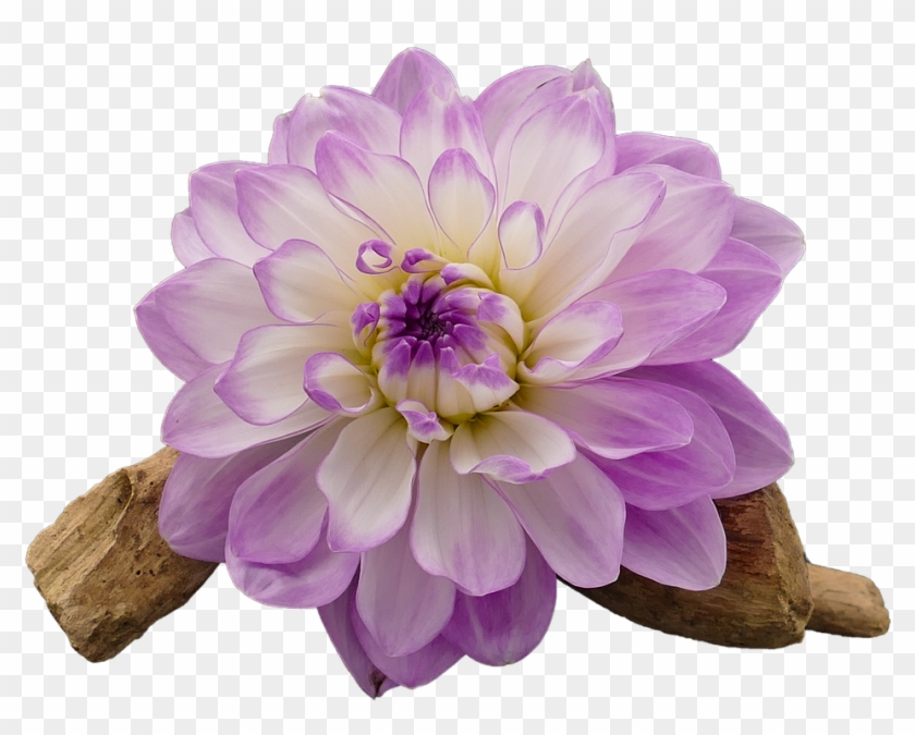 Dahlia, Dahlia Flower, White, Violet, Isolated, Cut - Dahlia Flower White And Purple Clipart #5481614