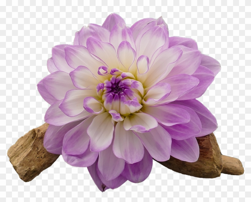 Dahlia, Dahlia Flower, White, Violet, Isolated, Cut - Dahlia Flower White And Purple Clipart