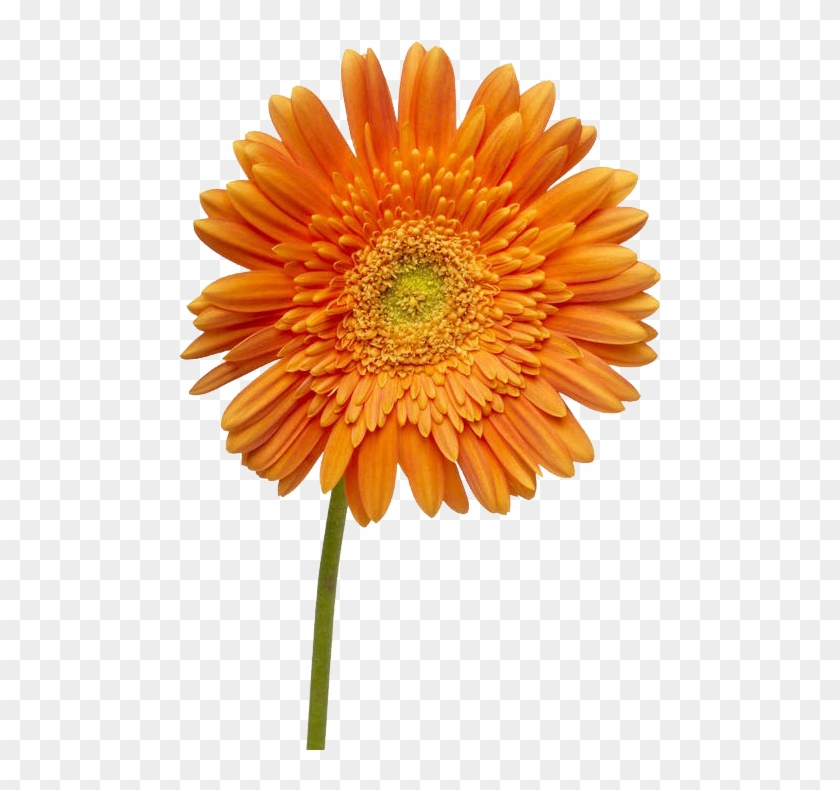 Dahlia Flower - Kwiaty Kolorowe Clipart #5481716