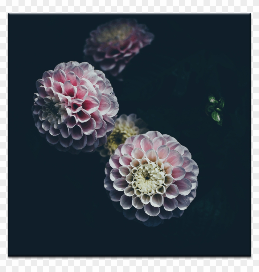 Darling Dahlia - Bible Gossip Quotes Clipart #5481742