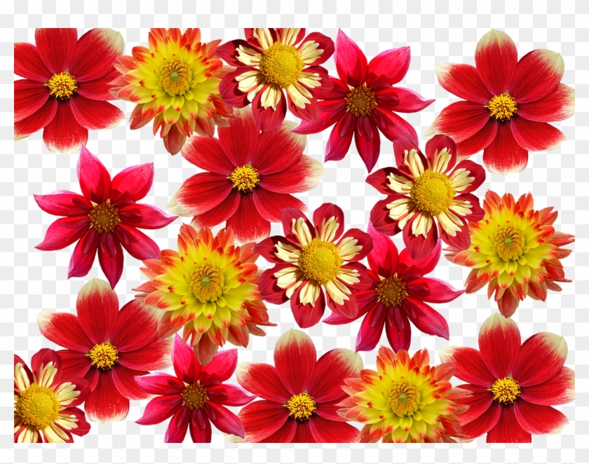 Dahlias Autumn Red - African Daisy Clipart