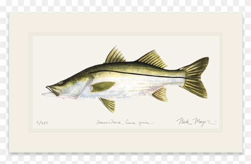 Snook Drawing Atlantic - Bass Clipart #5481769