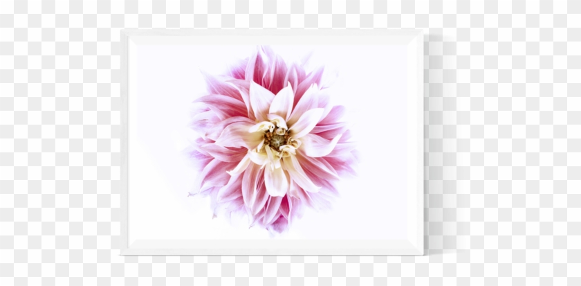 Dahlia Clipart