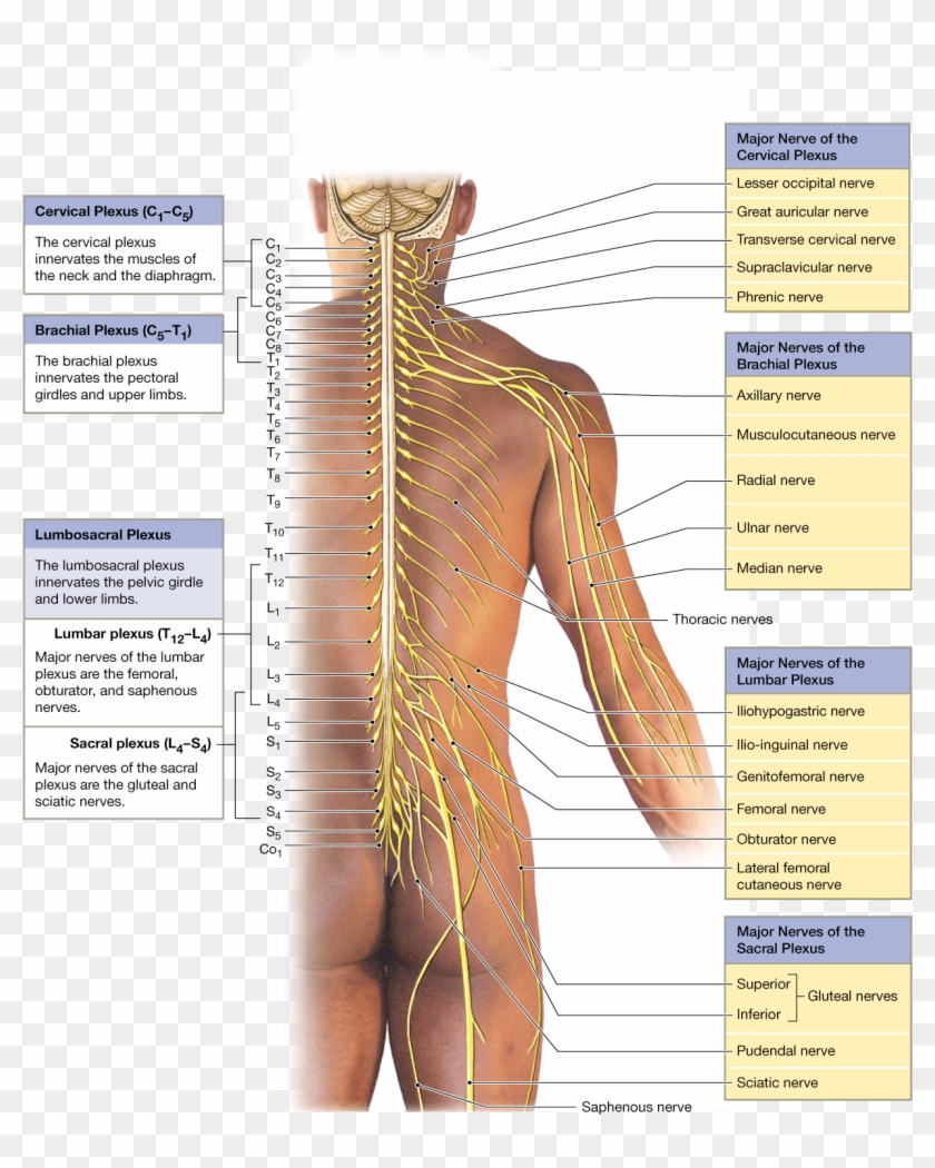 Spinal Nerves Extend To Form Peripheral Nerves, Sometimes - Lower Back Nerve Anatomy Clipart