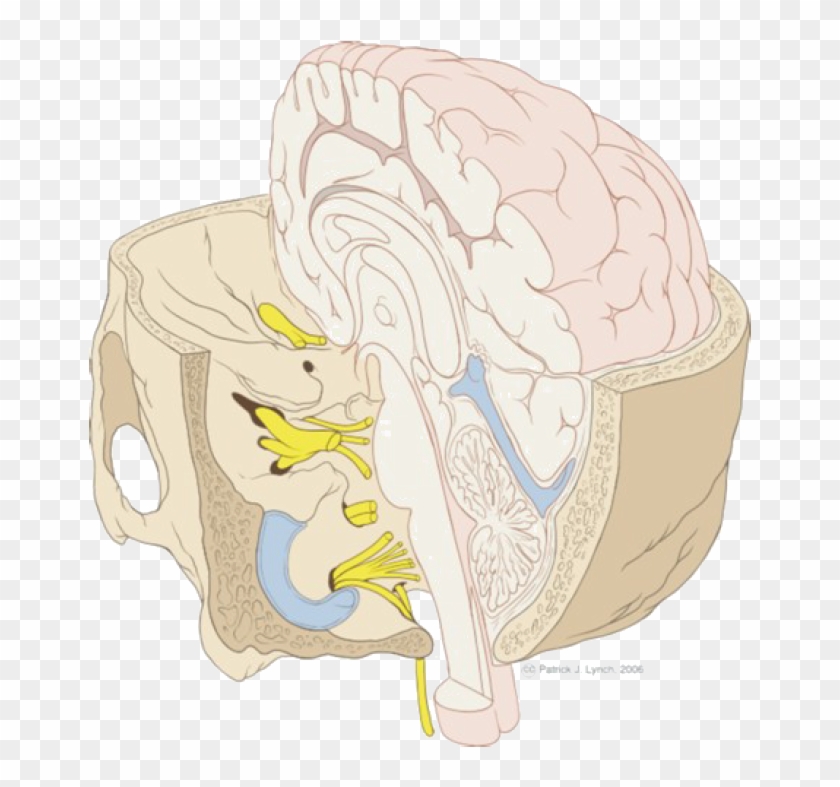 The Entry Of Sensory Nerves Into The Brain - Illustration Clipart