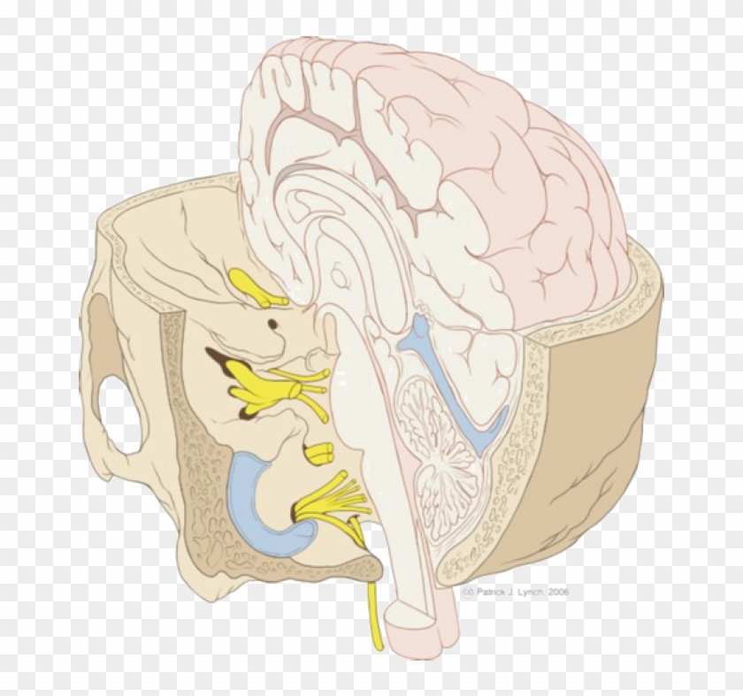 The Entry Of Sensory Nerves Into The Brain - Illustration Clipart #5483006