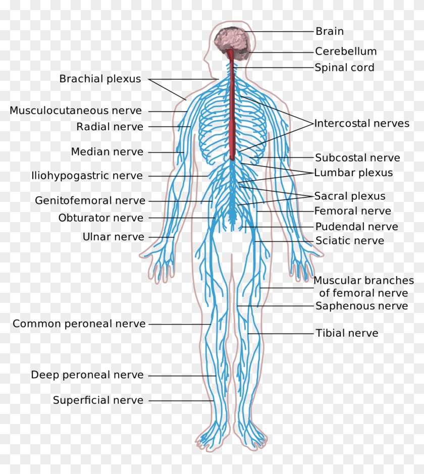 What Structures Are Part Of The Peripheral Nervous - Human Body System Nervous Clipart #5483080
