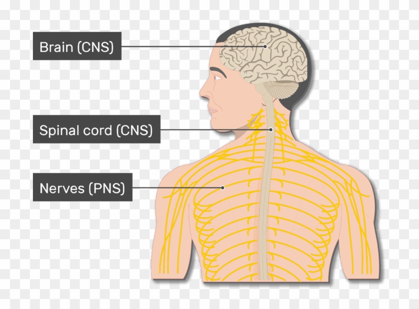 An Image Of The Body Showing The Nerves , Spinal Cord, - Man Clipart
