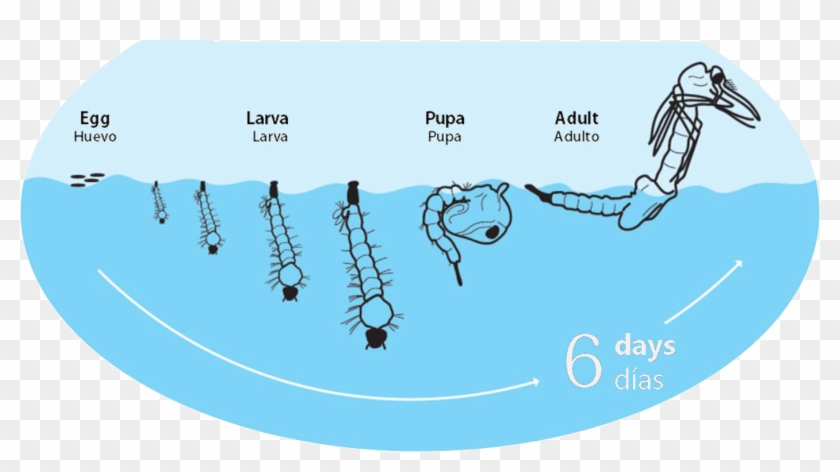 Ciclo De Vida Del Mosquito Tigre - Se Reproducen Los Mosquitos Clipart #5483576