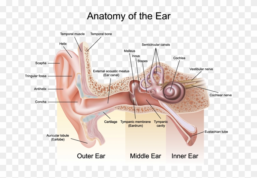 How Hearing Works Anatomy Of The Ear Ear Bone Model - Anatomy Of The Ear Clipart #5483700