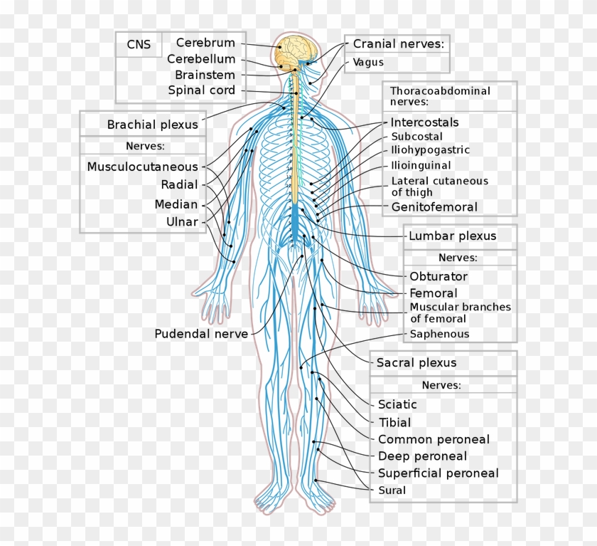 In The Peripheral Nervous System, The 12 Pairs Of Cranial - Peripheral Nervous System Clipart #5483948